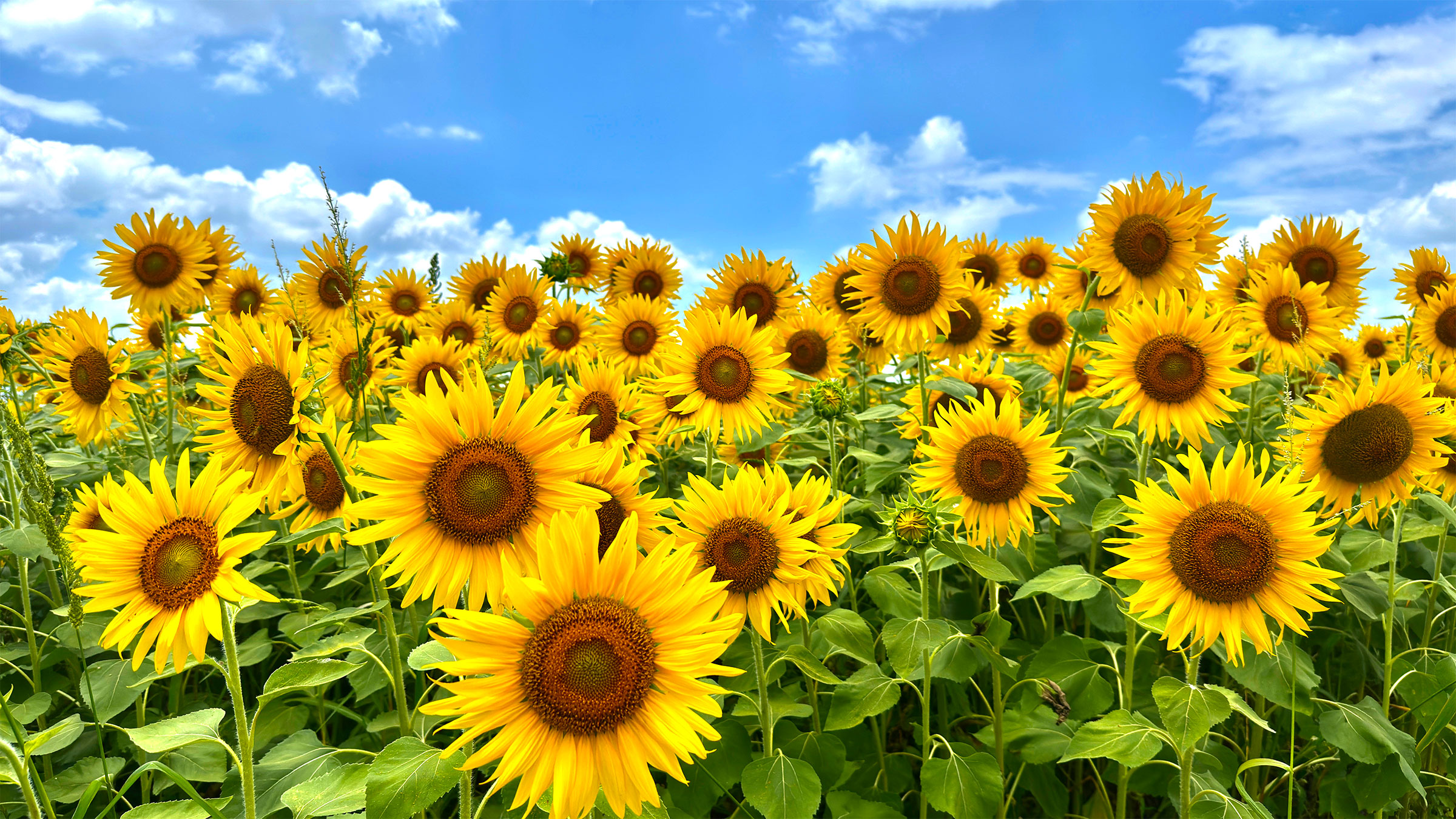 青空の下に広がるひまわり畑の風景